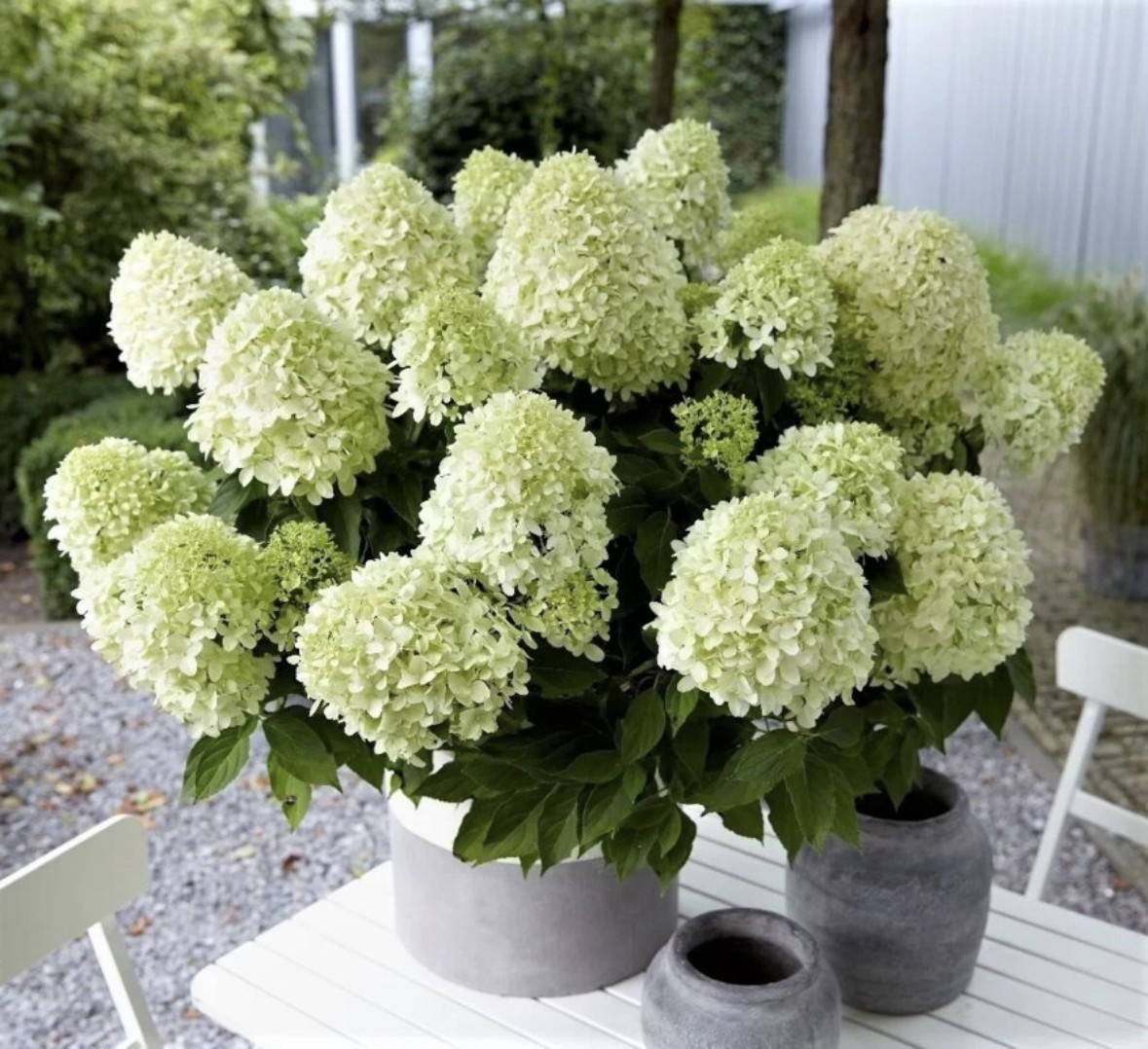 목수국 리틀스푸키